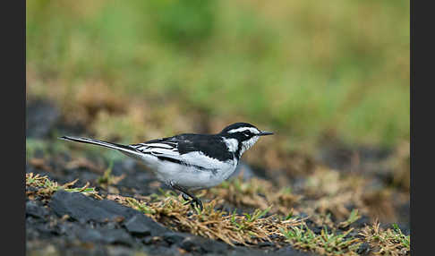 Witwenstelze (Motacilla aguimp)