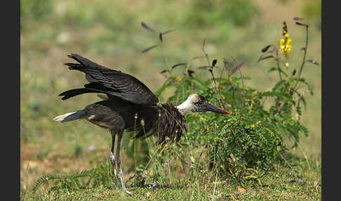 Wollhalsstorch (Ciconia episcopus)