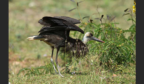 Wollhalsstorch (Ciconia episcopus)