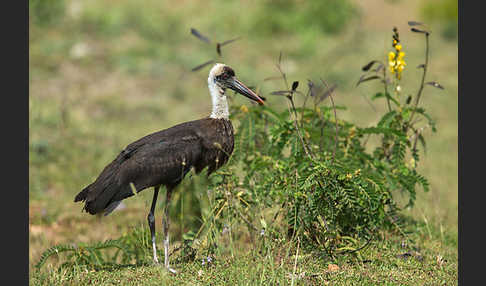 Wollhalsstorch (Ciconia episcopus)