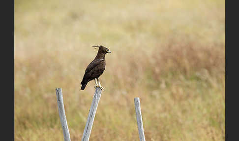 Schopfadler (Lophaetus occipitalis)