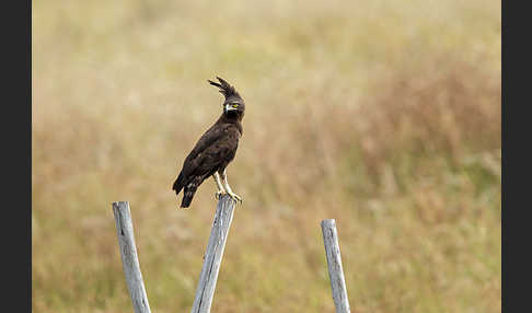 Schopfadler (Lophaetus occipitalis)