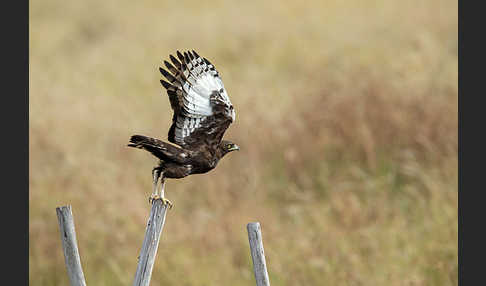 Schopfadler (Lophaetus occipitalis)