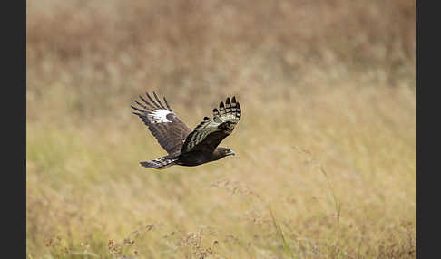 Schopfadler (Lophaetus occipitalis)