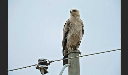 Savannenadler (Aquila rapax)