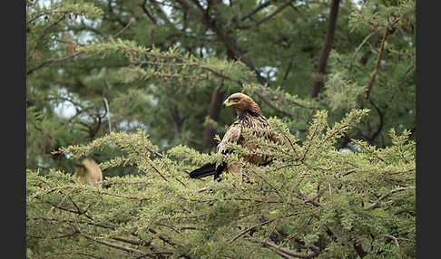 Savannenadler (Aquila rapax)