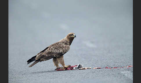 Savannenadler (Aquila rapax)