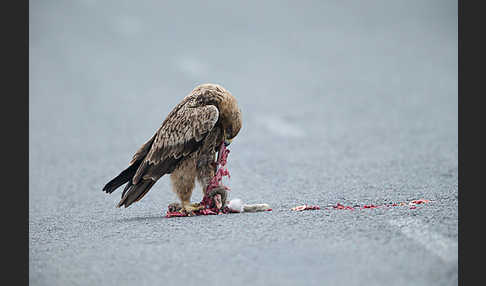 Savannenadler (Aquila rapax)