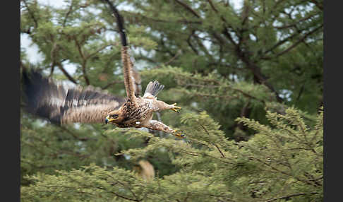 Savannenadler (Aquila rapax)