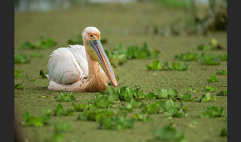 Rosapelikan (Pelecanus onocrotalus)