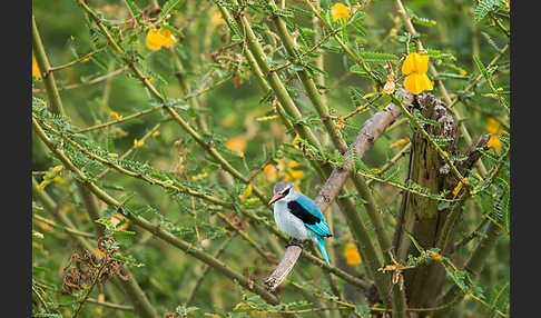 Senegalliest (Halcyon senegalensis)