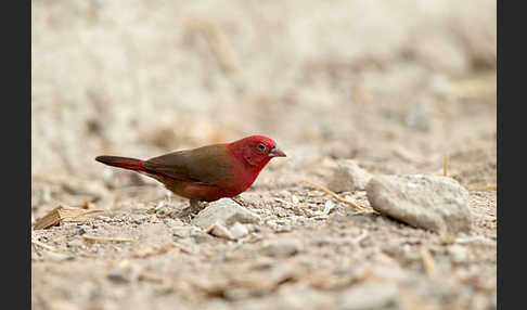 Senegalamarant (Lagonosticta senegala)