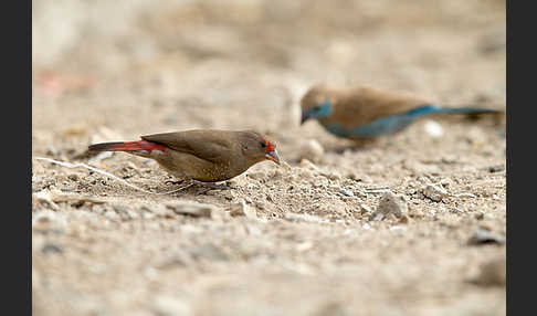 Senegalamarant (Lagonosticta senegala)