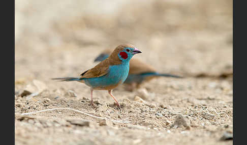 Schmetterlingsastrild (Uraeginthus bengalus)