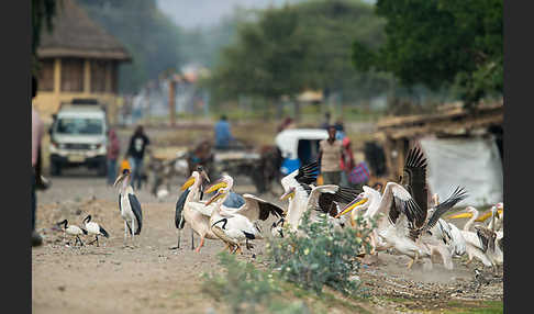 Marabu (Leptoptilos crumiferus)