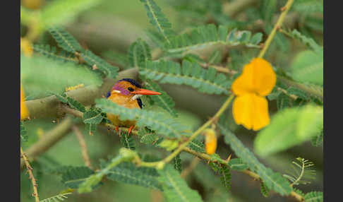 Natalzwergfischer (Ispidina picta)