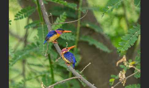 Natalzwergfischer (Ispidina picta)