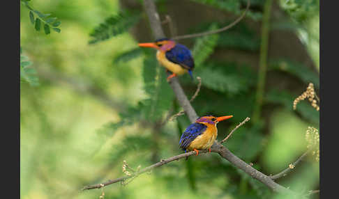 Natalzwergfischer (Ispidina picta)