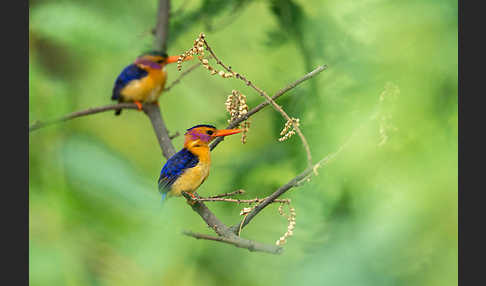 Natalzwergfischer (Ispidina picta)