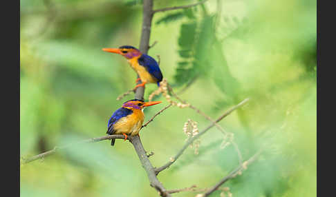 Natalzwergfischer (Ispidina picta)