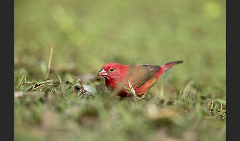 Senegalamarant (Lagonosticta senegala)