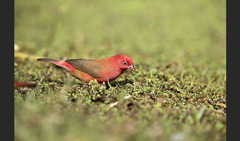 Senegalamarant (Lagonosticta senegala)