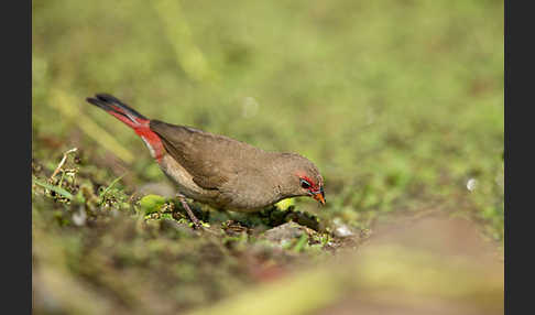 Senegalamarant (Lagonosticta senegala)