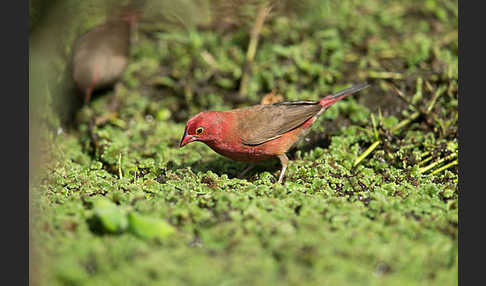 Senegalamarant (Lagonosticta senegala)