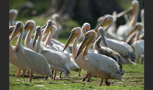 Rosapelikan (Pelecanus onocrotalus)