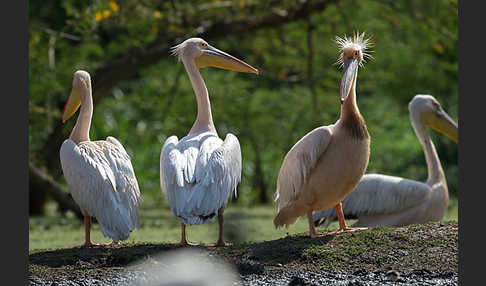 Rosapelikan (Pelecanus onocrotalus)