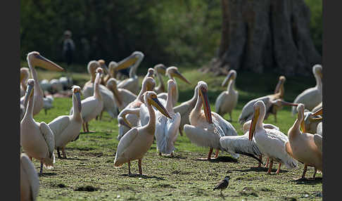 Rosapelikan (Pelecanus onocrotalus)