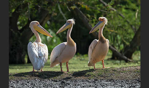 Rosapelikan (Pelecanus onocrotalus)