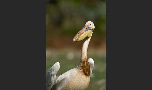 Rosapelikan (Pelecanus onocrotalus)