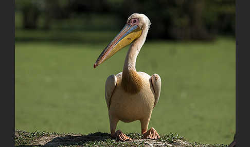 Rosapelikan (Pelecanus onocrotalus)