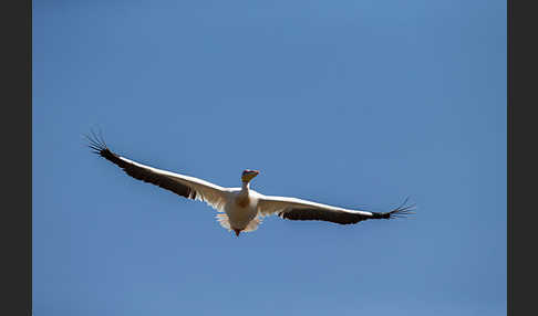 Rosapelikan (Pelecanus onocrotalus)