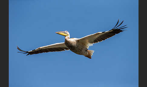 Rosapelikan (Pelecanus onocrotalus)