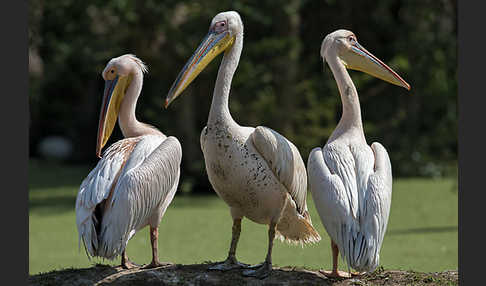 Rosapelikan (Pelecanus onocrotalus)