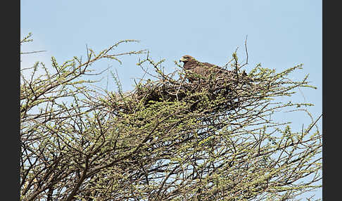 Savannenadler (Aquila rapax)