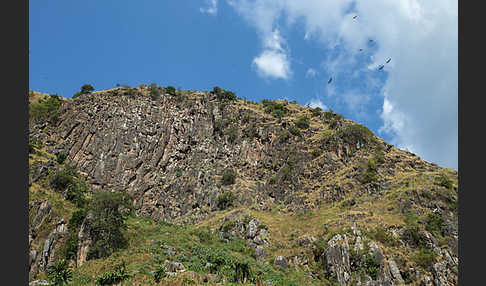 Sperbergeier (Gyps rueppellii)