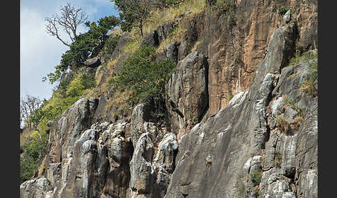 Sperbergeier (Gyps rueppellii)