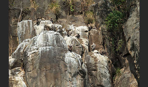 Sperbergeier (Gyps rueppellii)