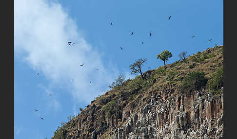 Sperbergeier (Gyps rueppellii)