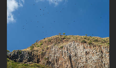 Sperbergeier (Gyps rueppellii)