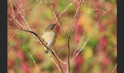 Blutschnabelweber (Quelea quelea)