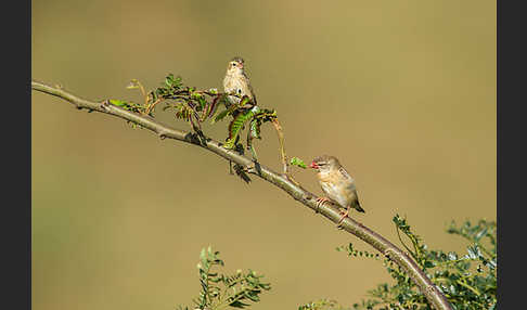 Blutschnabelweber (Quelea quelea)