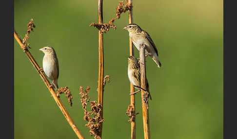 Blutschnabelweber (Quelea quelea)