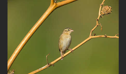 Blutschnabelweber (Quelea quelea)