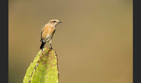 Schwarzkehlchen (Saxicola torquata)