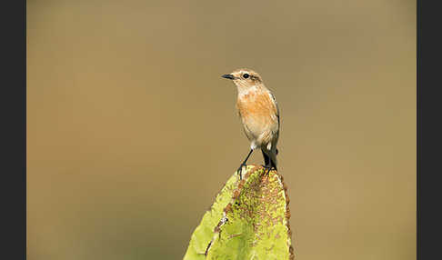 Schwarzkehlchen (Saxicola torquata)