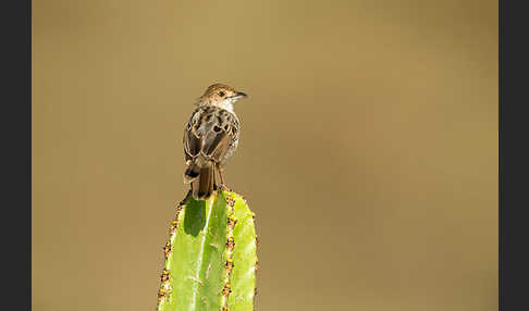 Rotscheitel-Cistensänger (Cisticola chiniana)